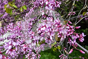 Beautiful pink Cercis siliquastrum tree blooming in park on sunny day