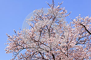 Beautiful pink cherry blossom