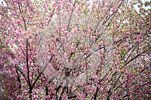 beautiful pink cherry blossom