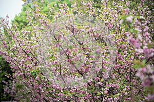 beautiful pink cherry blossom