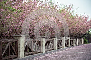 beautiful pink cherry blossom