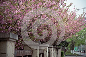 beautiful pink cherry blossom