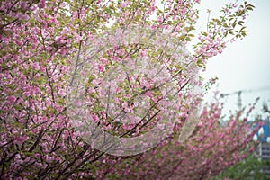 beautiful pink cherry blossom