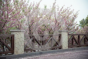 beautiful pink cherry blossom