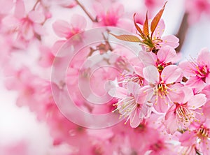 Beautiful pink cherry blossom