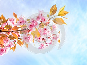 Beautiful pink cherry blossom branch against blue sky