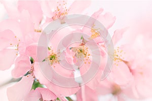 Beautiful pink cherry blossom, flower, nature