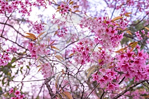 The beautiful pink cherry blossom flower on the tree in winter season, Chiang Mai, Thailand