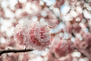 Beautiful pink cherry blossom flowers sakura tree nice wallpaper background, soft focus
