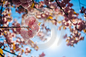 Beautiful pink cherry blossom flowers sakura tree nice wallpaper background, soft focus