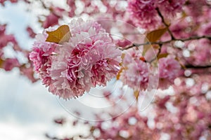 Beautiful pink cherry blossom flowers sakura tree nice wallpaper background, soft focus,