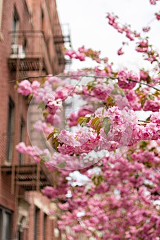 Beautiful Pink Cherry Blossom Flowers during Spring next to an Old Brick Apartment Building in Astoria Queens New York
