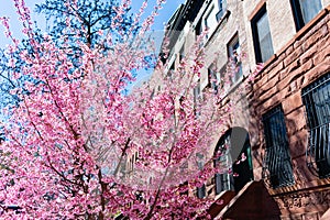 Beautiful Pink Cherry Blossom next to a Row of Old Brownstone Homes in Morningside Heights New York during Spring