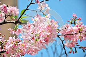 Beautiful pink cherry blossom flower at full bloom in Tawan.