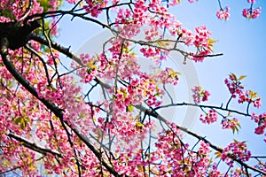 Beautiful pink cherry blossom (sakura)