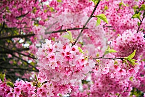 Beautiful pink cherry blossom (sakura)