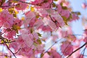 Beautiful pink cherry blossom or sakura blooming in the garden