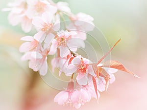 Beautiful pink cherry blossom (Sakura) flower