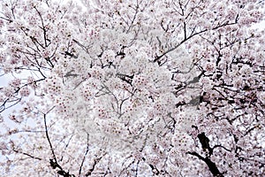 Beautiful pink cherry blossom Sakura flower at full bloom