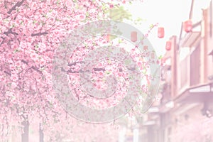 Beautiful pink cherry blossom (Sakura) flower, and soft focus pr