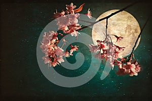 Beautiful pink cherry blossom sakura flowers in night of skies with full moon and milky way stars. photo