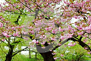 Beautiful pink cherry blossom sakura in spring time, vivid pink cherry blossom flowers