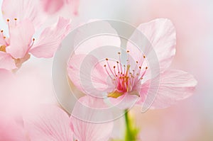 Beautiful pink cherry blossom with shallow depth of field. Nature