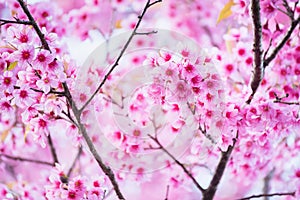 Beautiful pink cherry blossom soft focus.Vivid color of Cherry B
