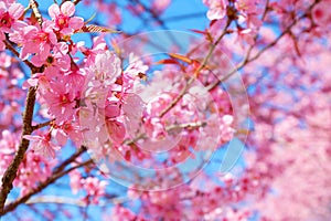 Beautiful pink cherry blossom in spring.