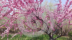 Beautiful pink cherry blossom tree in its full bloom in spring photo