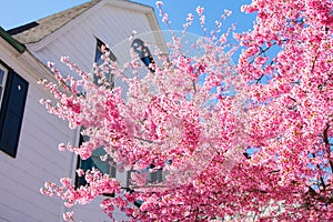 Beautiful Pink Cherry Blossom Tree next to a White Home during Spring in Astoria Queens New York