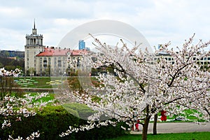 Beautiful pink cherry blossom in Vilnius city