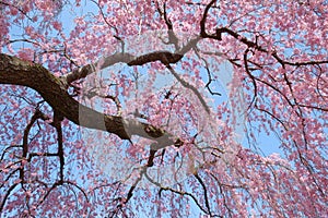 Beautiful pink cherry blossoms blooming