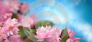 Beautiful pink cherry blossoms with blue bokeh background