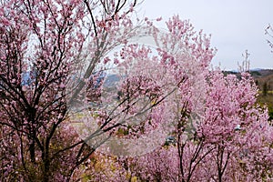 Beautiful pink cherry blossoms on the hill,Hanamiyama Park,Fukushima,Tohoku,Japan.