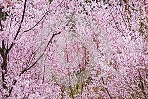 Beautiful pink cherry blossoms on the hill,Hanamiyama Park,Fukushima,Tohoku,Japan.