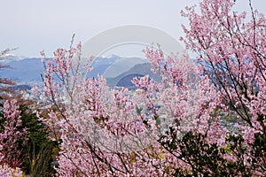 Beautiful pink cherry blossoms on the hill,Hanamiyama Park,Fukushima,Tohoku,Japan.With Fukushima City and Mt.Azuma in the distance