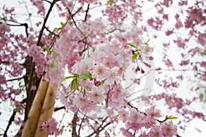 Beautiful pink cherry blossoms at Sumida park,Taito-ku,Tokyo,Japan in spring