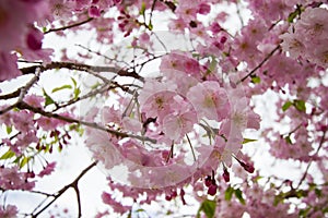 Beautiful pink cherry blossoms at Sumida park,Taito-ku,Tokyo,Japan in spring