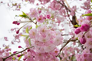 Beautiful pink cherry blossoms at Sumida park,Taito-ku,Tokyo,Japan in spring