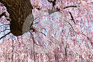 Beautiful Pink Cherry Blossoms with Trees in Full Bloom and No People in Fairmount Park, Philadelphia, Pennsylvania, USA