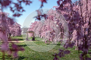 Beautiful Pink Cherry Blossoms with Trees in Full Bloom and No People in Fairmount Park, Philadelphia, Pennsylvania, USA