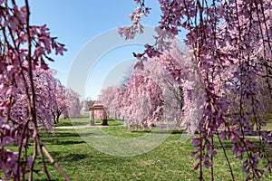 Beautiful Pink Cherry Blossoms with Trees in Full Bloom and No People in Fairmount Park, Philadelphia, Pennsylvania, USA