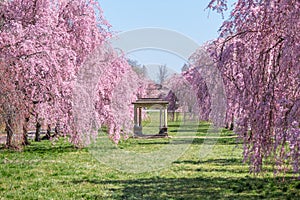 Beautiful Pink Cherry Blossoms with Trees in Full Bloom and No People in Fairmount Park, Philadelphia, Pennsylvania, USA