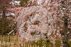 beautiful Pink cherry blossum