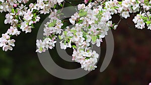 Beautiful pink cherry flowers blooming in springtime, waving in breeze