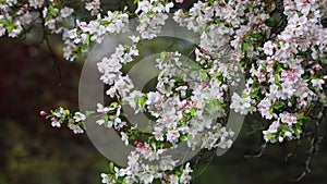 Beautiful pink cherry flowers blooming in springtime, waving in breeze