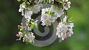 Beautiful pink cherry flowers blooming in springtime, waving in breeze, New England, USA