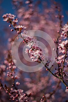 Beautiful Pink Cherry Plum, Prunus Cerasifera Nigra, blooming in early spring. Decorative Landscape Design Tree