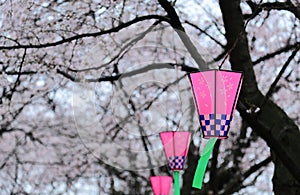 Beautiful pink cherry  Sakura  blossoms & lanterns of Japanese style hanging underneath the trees  blurred background effect